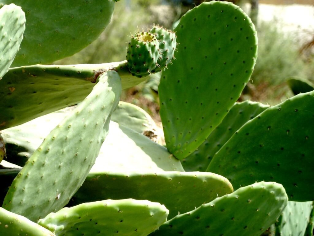 Cómo hacer Pintura de Nopal o Tuna: casera, ecológica y barata