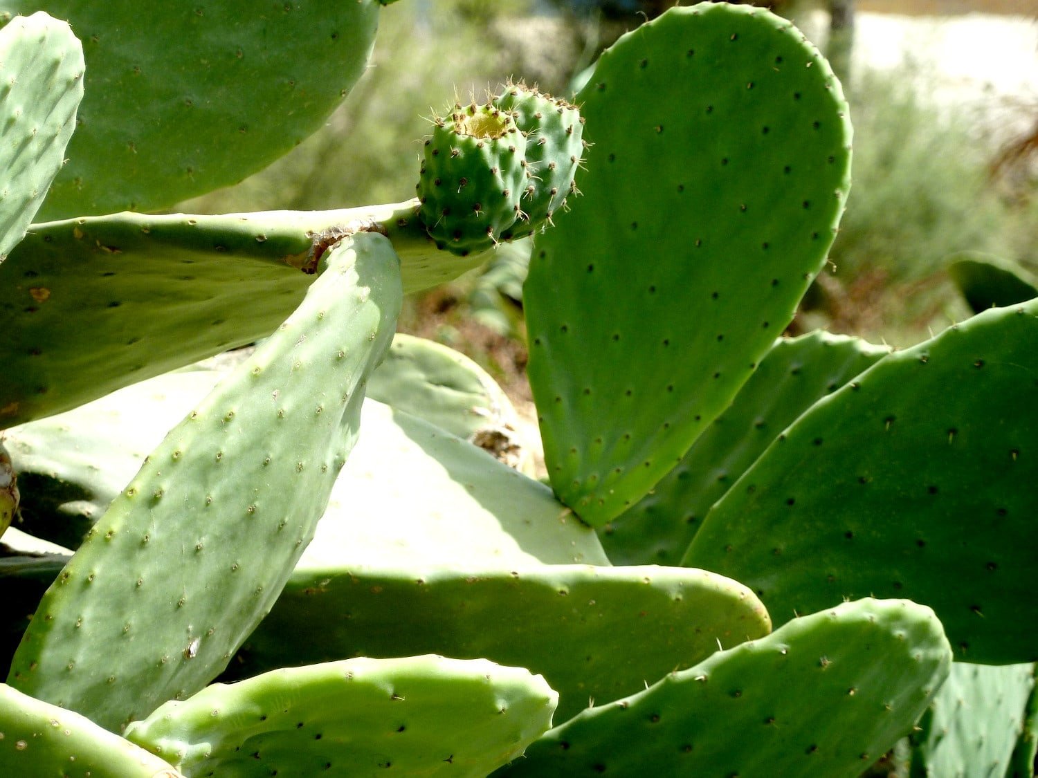 Pintura con hojas de nopal